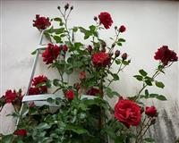 Các giai đoạn bón phân cho hoa hồng mà người trồng không nên bỏ qua
